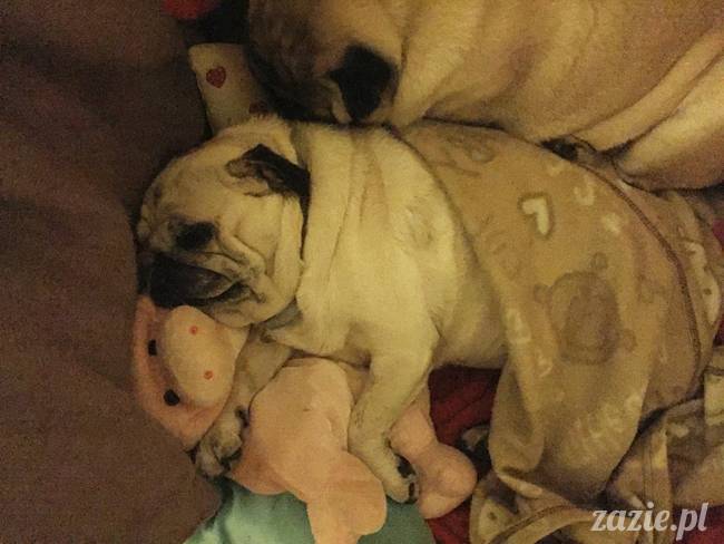 mops mopsy mopsiki Kumok Miszur