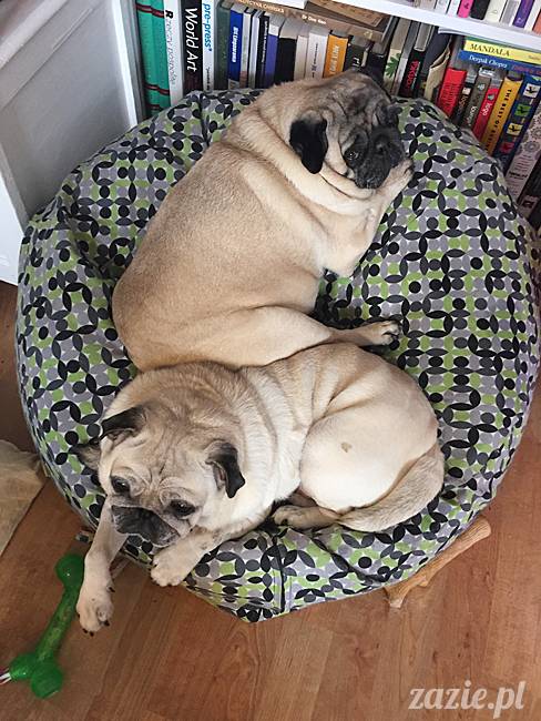 mops mopsy mopsiki Kumok Miszur