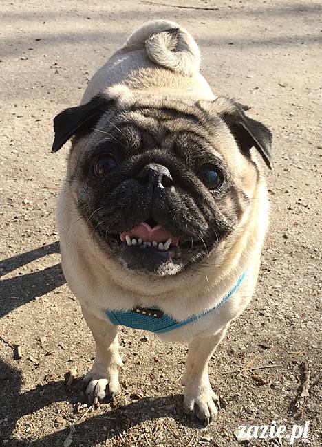 mops mopsy mopsiki Kumok Miszur