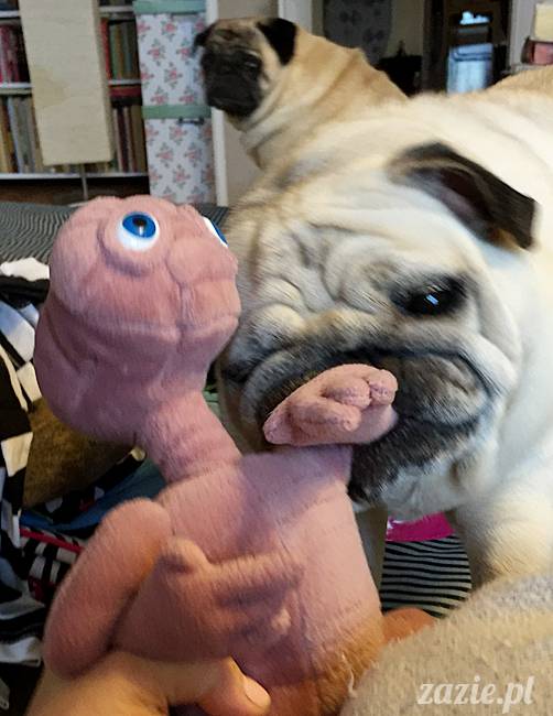 mops mopsy mopsiki Kumok Miszur