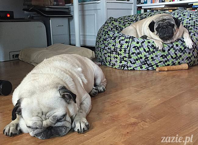 mops mopsy mopsiki Kumok Miszur