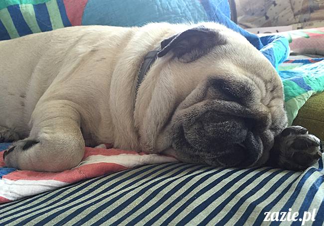 mops mopsy mopsiki Kumok Miszur