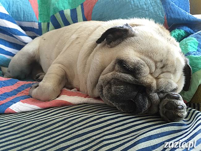 mops mopsy mopsiki Kumok Miszur