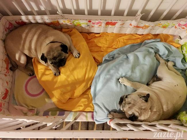 mops mopsy mopsiki Kumok Miszur