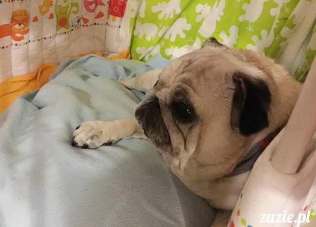 mops mopsy mopsiki Kumok Miszur