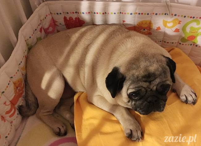 mops mopsy mopsiki Kumok Miszur