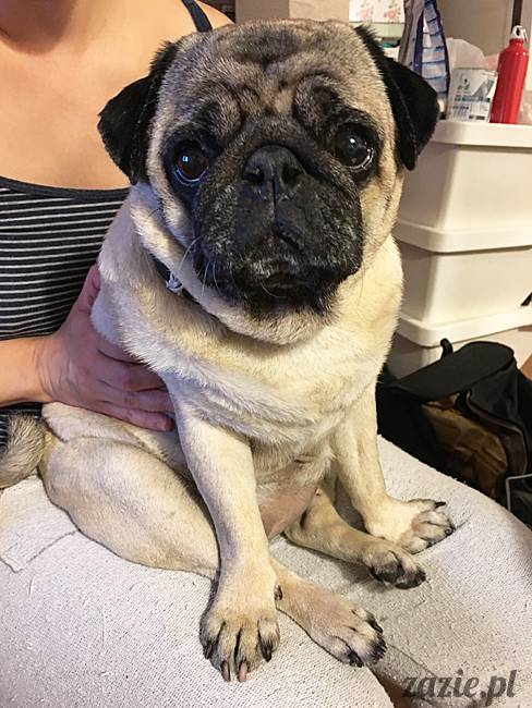 mops mopsy mopsiki Kumok Miszur