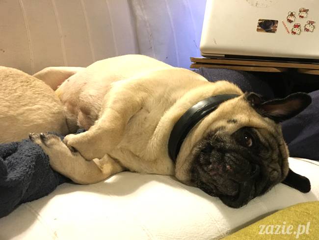 mops mopsy mopsiki Kumok Miszur