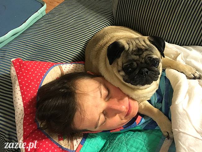 mops mopsy mopsiki Kumok Miszur