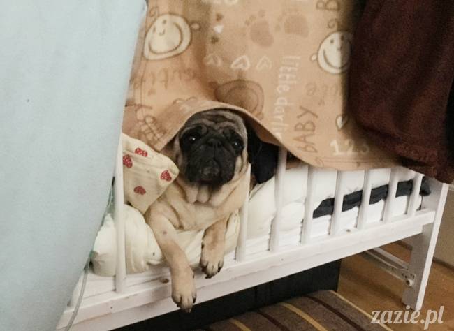 mops mopsy mopsiki Kumok Miszur