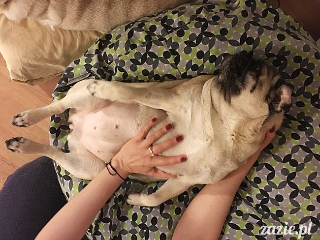 mops mopsy mopsiki Kumok Miszur