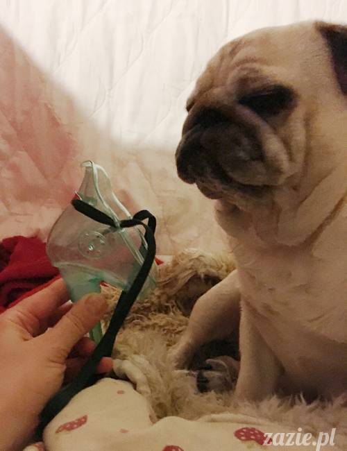 mops mopsy mopsiki Kumok Miszur