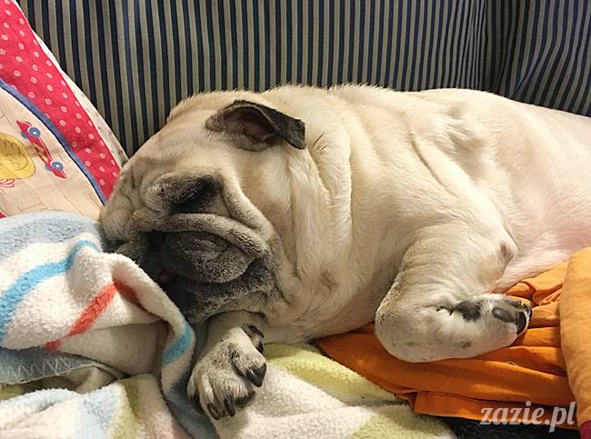 mops mopsy mopsiki Kumok Miszur