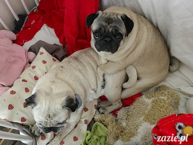 mops mopsy mopsiki Kumok Miszur