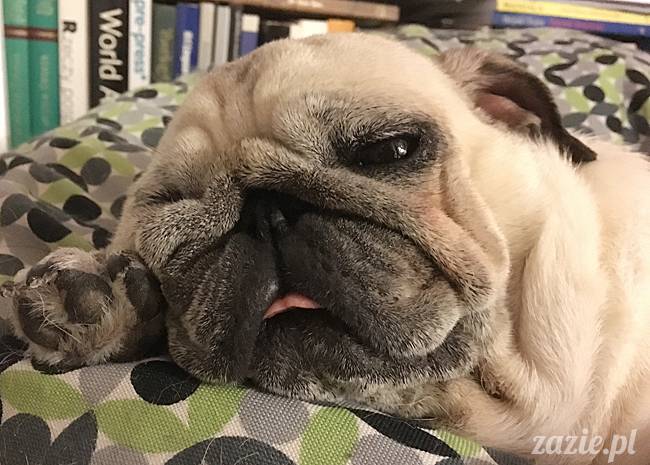 mops mopsy mopsiki Kumok Miszur