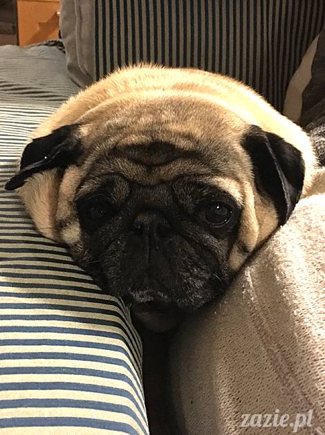 mops mopsy mopsiki Kumok Miszur