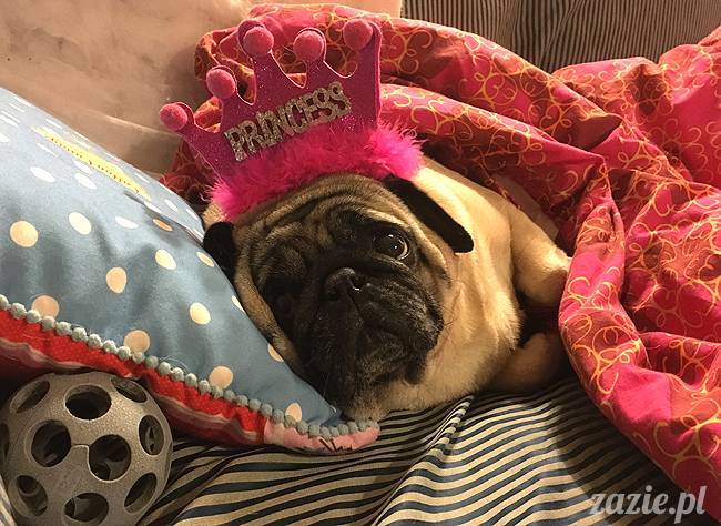 mops mopsy mopsiki Kumok Miszur