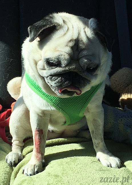 a_mopsy_mopsiki_kumok_miszur_domowo_b