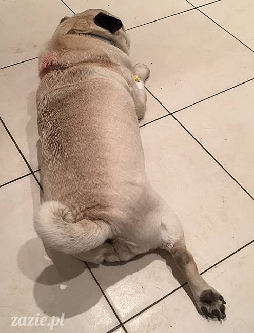 a_mopsy_mopsiki_kumok_miszur_domowo_e