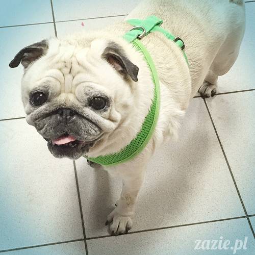 a_mopsy_mopsiki_kumok_miszur_domowo_f