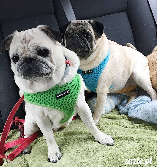 a_mopsy_mopsiki_kumok_miszur_domowo_h