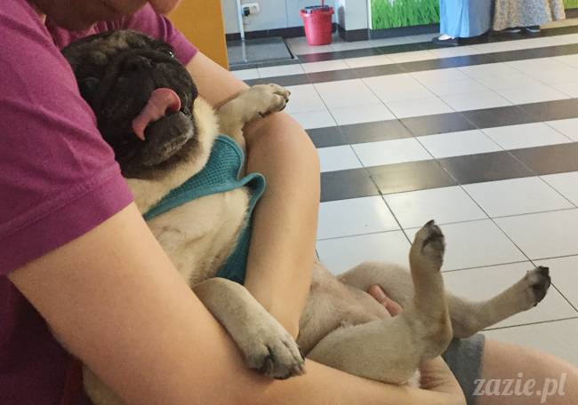 a_mopsy_mopsiki_kumok_miszur_domowo_j