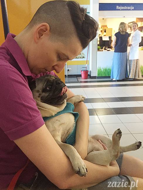 a_mopsy_mopsiki_kumok_miszur_domowo_k