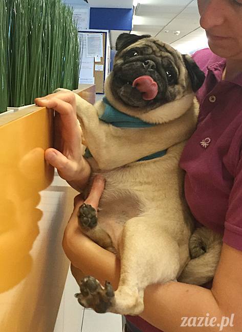 a_mopsy_mopsiki_kumok_miszur_domowo_l