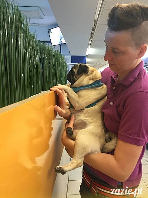 a_mopsy_mopsiki_kumok_miszur_domowo_m