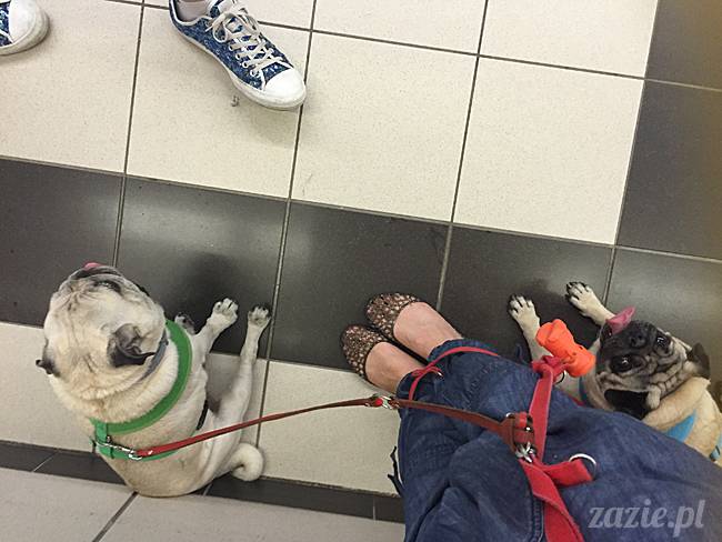 a_mopsy_mopsiki_kumok_miszur_domowo_n