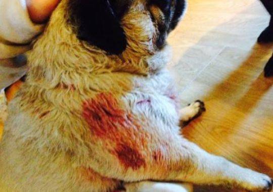 [foto: dogsbitedecatural.com]