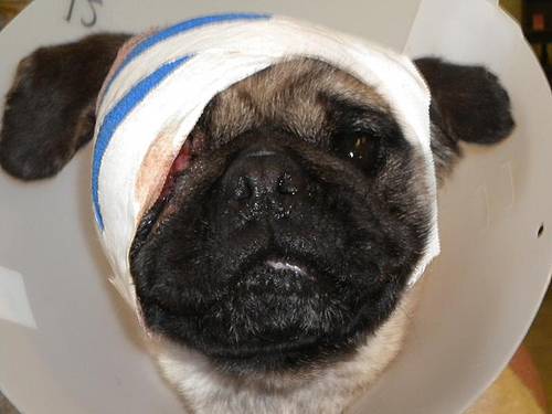 injured_pug2