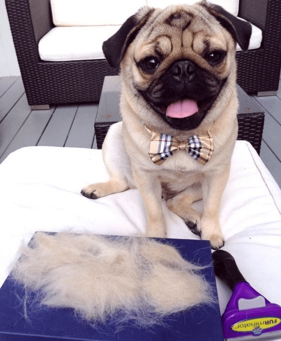 mops_furminator