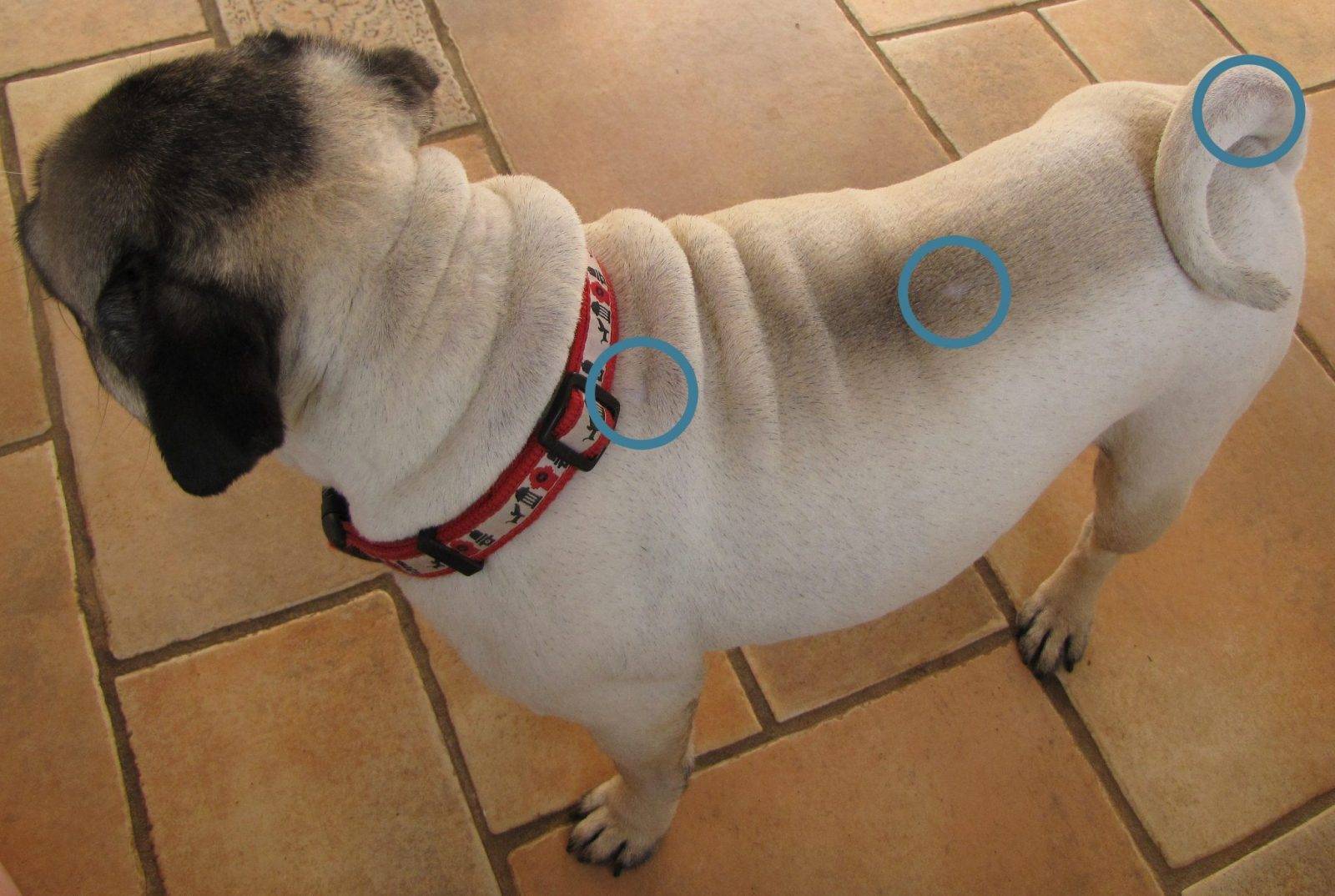 mops_ogolony_do_podszerstka_golenie_siersci_mopsa