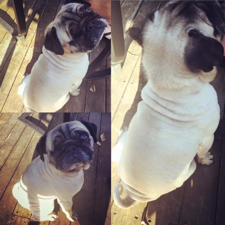 mops_ogolony_do_podszerstka_golenie_siersci_mopsa02