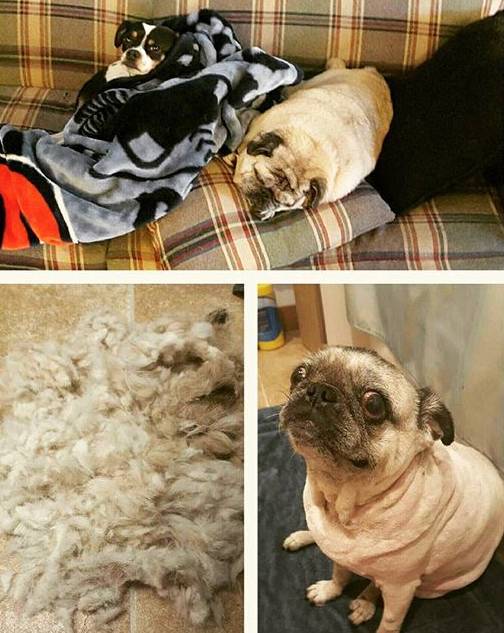 mops_ogolony_do_podszerstka_golenie_siersci_mopsa03