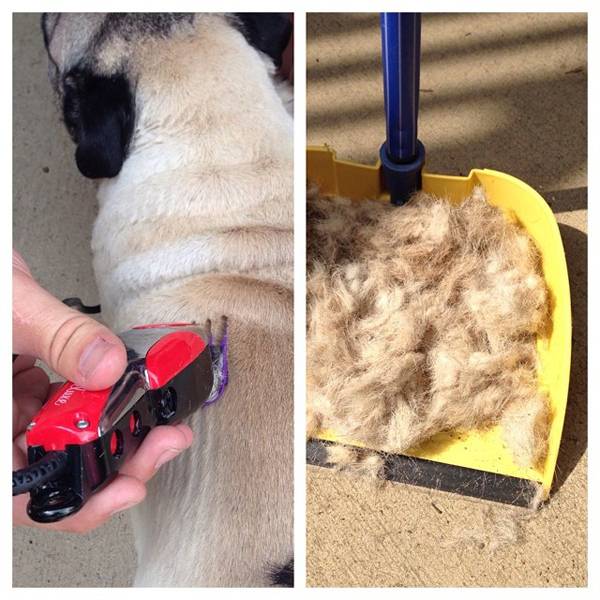 mops_ogolony_do_podszerstka_golenie_siersci_mopsa04