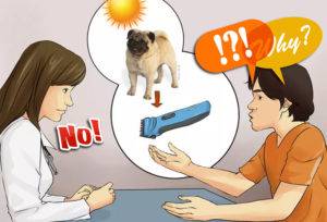 Mops w czasie upałów (1) || SIERŚĆ: strzyc, golić, skracać? czy cierpliwie wyczesywać?