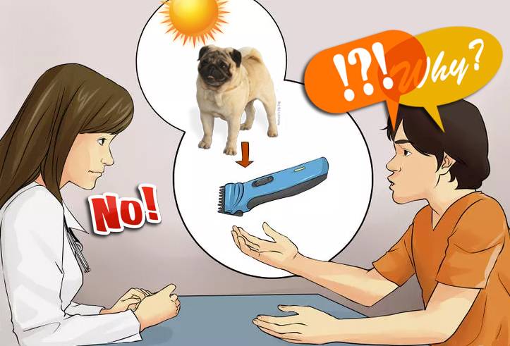 mops_ogolony_do_podszerstka_golenie_siersci_mopsa05