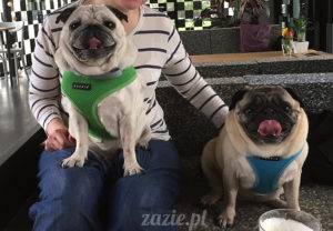 mopsiki w Kwadratowej