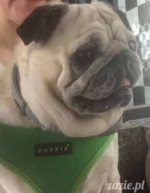 mopsy mopsiki KUmok Miszur Zazie Syd Kwadratowa Stara Ochota