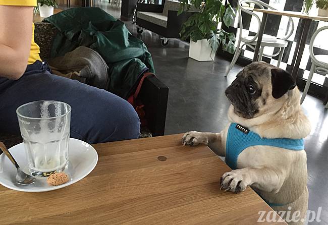 mopsy mopsiki KUmok Miszur Zazie Syd Kwadratowa Stara Ochota