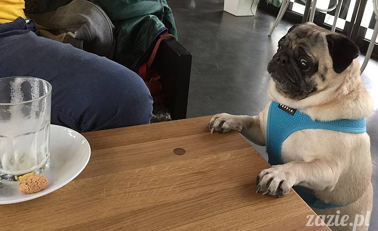 mopsy mopsiki KUmok Miszur Zazie Syd Kwadratowa Stara Ochota