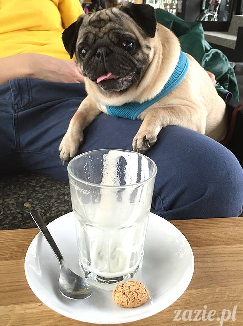 mopsy mopsiki KUmok Miszur Zazie Syd Kwadratowa Stara Ochota