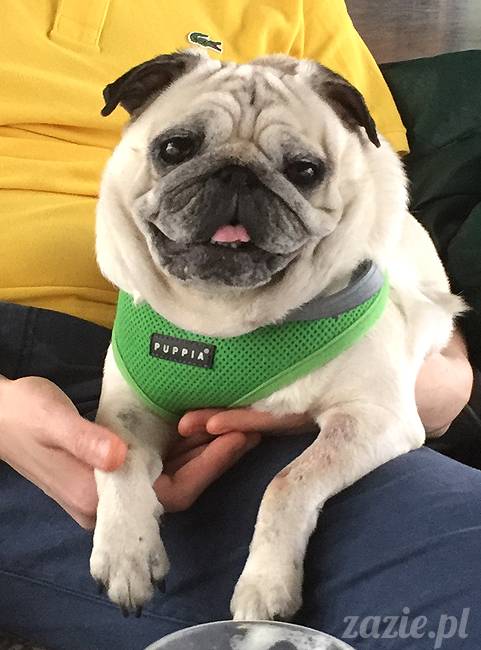 mopsy mopsiki KUmok Miszur Zazie Syd Kwadratowa Stara Ochota