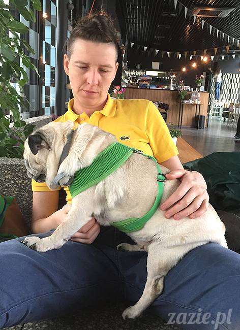 mopsy mopsiki KUmok Miszur Zazie Syd Kwadratowa Stara Ochota