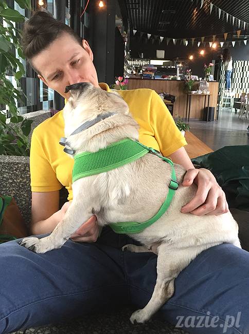 mopsy mopsiki KUmok Miszur Zazie Syd Kwadratowa Stara Ochota