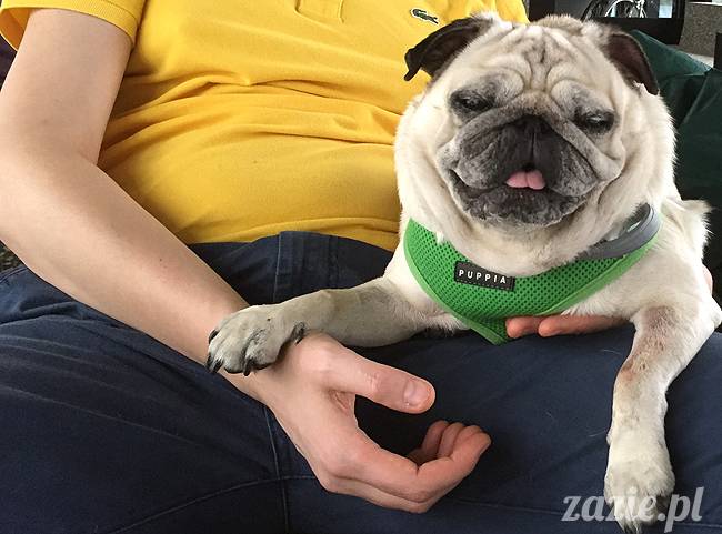 mopsy mopsiki KUmok Miszur Zazie Syd Kwadratowa Stara Ochota