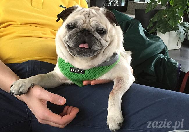 mopsy mopsiki KUmok Miszur Zazie Syd Kwadratowa Stara Ochota