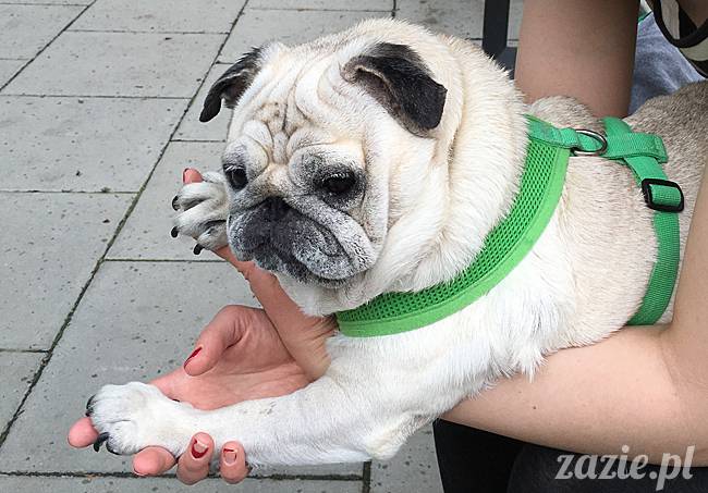 mopsy mopsiki, Kumok i Miszur, Zazie i Syd, Stara Ochota, kawiarnia Kwadratowa